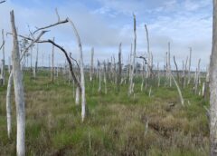 As Ghost Forests Spread, Researchers Ask for Help Keeping Track