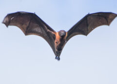 Fight the Bat-Killing Fungus—Cool Down Bat Homes