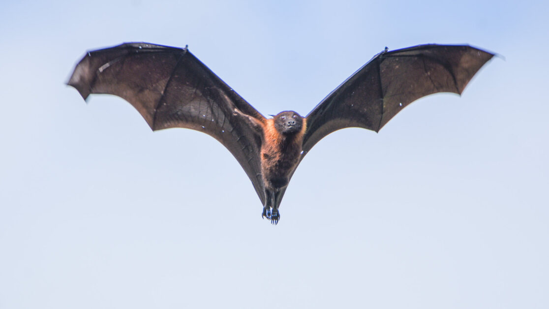 Fight the Bat-Killing Fungus—Cool Down Bat Homes