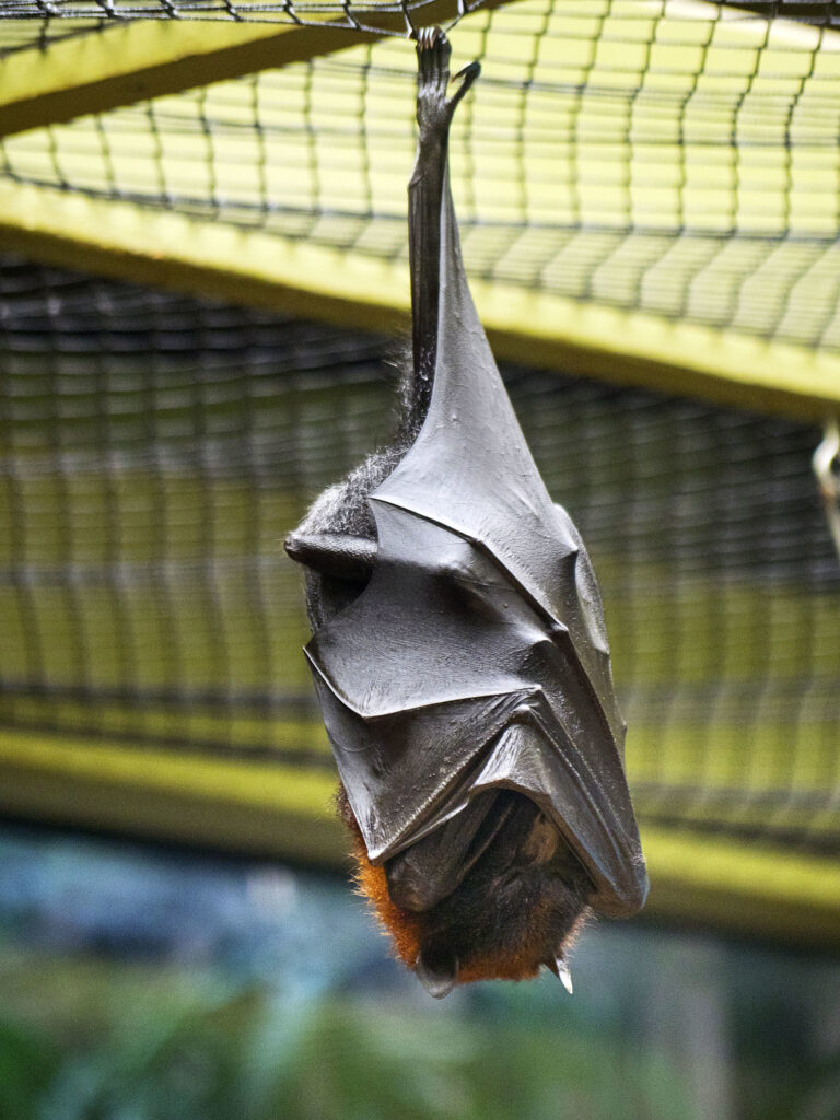 help fight bat-killing fungus