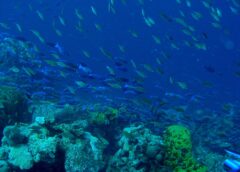 Many fishes swimming above corals. Photo credit: NOAA's Coral Kingdom Collection, Bonaire 2008: Exploring Coral Reef Sustainability with New Technologies.; NOAA/OAR/OER