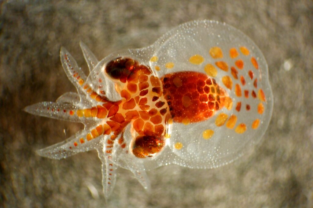 Zooplankton. Octopus or squid larva seen under the microscope.