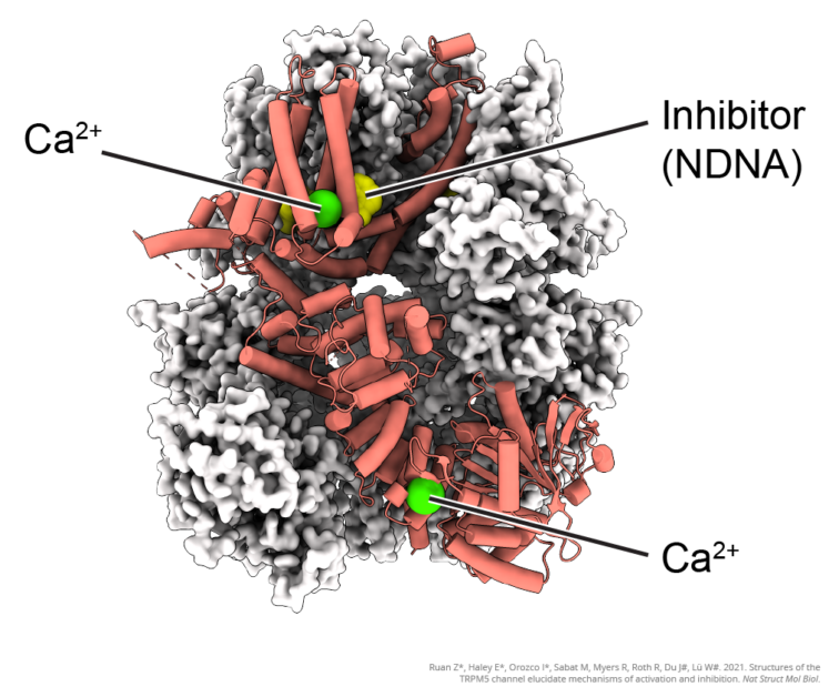 A taste-signaling protein found in the tongue and pancreas provides a way to design healthier sugar substitutes and new diabetes medications.