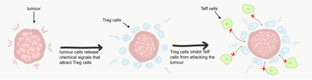 Using the Immune System to Treat Cancer: This image illustrates how cancerous tumors proliferate by attracting Treg cells and downregulating Teff cells.