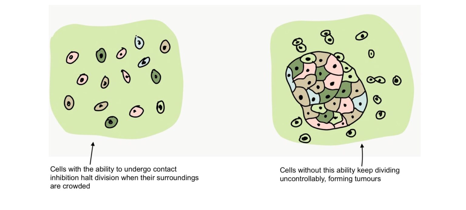 Using A Protein To Reverse Skeletal Muscle Aging Science Connected