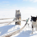 Working dogs of the Iamal-Nenets reindeer herding peoples from where the Samoyed dog breed originated. Photo courtesy of Robert Losey (LMU).