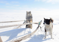 Working dogs of the Iamal-Nenets reindeer herding peoples from where the Samoyed dog breed originated. Photo courtesy of Robert Losey (LMU).