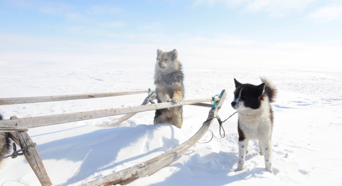 Working dogs of the Iamal-Nenets reindeer herding peoples from where the Samoyed dog breed originated. Photo courtesy of Robert Losey (LMU).