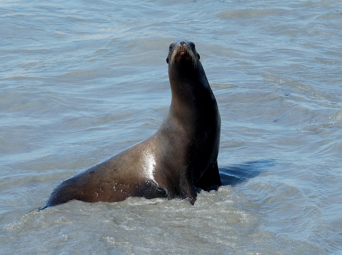 biological impact of humans on marine life