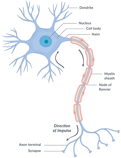 nervous system and touch 