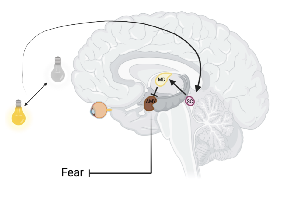 Bilateral light activation (to mimic EMDR therapy) leads to activation of the superior colliculus (SC), which activates neurons in the mediodorsal thalamus (MD). MD neurons generate inhibitory signals onto the amygdala (AMY). This reduced AMY activation leads to reduced fearfulness and enhanced fear extinction. 