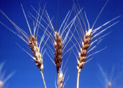 Stalks of wheat silhouetted against blue sky, July 1978.