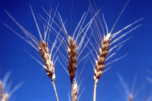Stalks of wheat silhouetted against blue sky, July 1978.