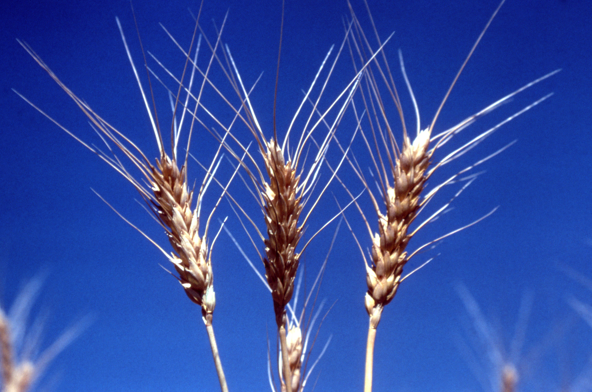 Stalks of wheat silhouetted against blue sky, July 1978.