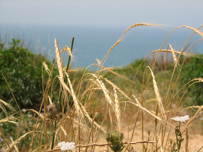 Using goat grass to protect wheat crops