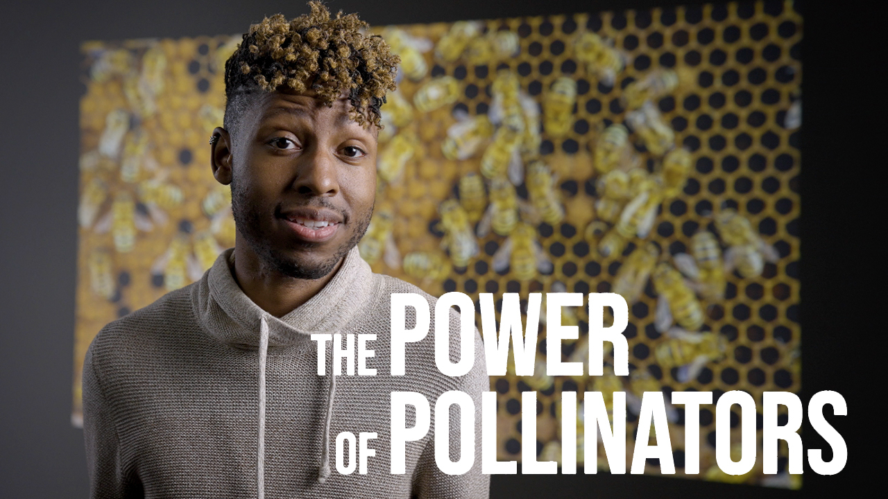 Protect your local pollinators