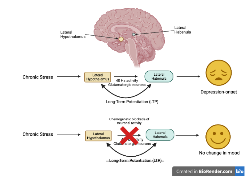 Figure 1:  Top row: Chronic stress leads to increased activity in a brain region called lateral hypothalamus. This activity fires in a 40 Hz pattern, and activates the axons that project to lateral habenula. When the lateral habenula is activated together with the lateral hypothalamus, it leads to LTP between the two regions and triggers the onset of depression-like behaviors in mice.  Lowest row: When the activity between lateral hypothalamus and lateral habenula is blocked (in this case using the chemogenetic technique DREADD) during chronic stress, no LTP is generated between the two regions and depression is avoided. 