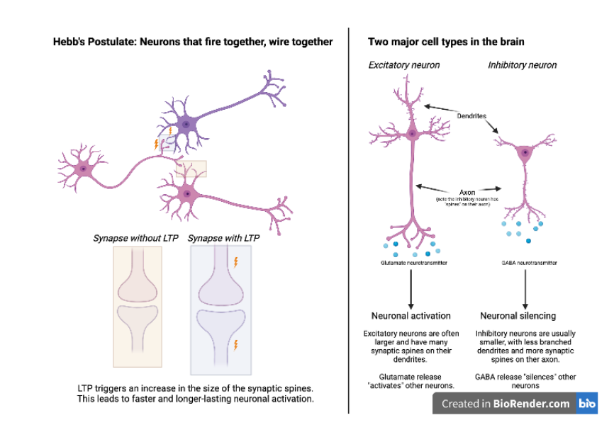 Figure 2: Left panel: Long term potentiation (LTP) between two neurons leads to larger and stronger synapses that more easily trigger long-lasting activity upon activation. LTP requires activation of both the presynaptic (pink neuron) and postsynaptic (purple neuron) sides simultaneously (see blue square marking where pink and purple neurons connect). Right panel: There are two major cell types in the brain. Excitatory neurons are usually larger with a more branched morphology (meaning that their dendrites and axon project to more places). Their release of glutamate neurotransmitter leads to activation of other neurons. Inhibitory neurons are typically smaller with less branching. They release GABA neurotransmitters that inhibit, or silence, other neurons. 