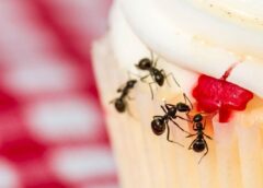 Invite Ants to Your Picnic… for Science!