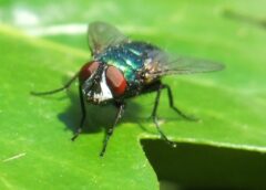 A Fly Cruises the Smell Arena  for Science