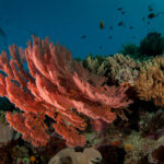 pink sea fan coral