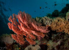 pink sea fan coral