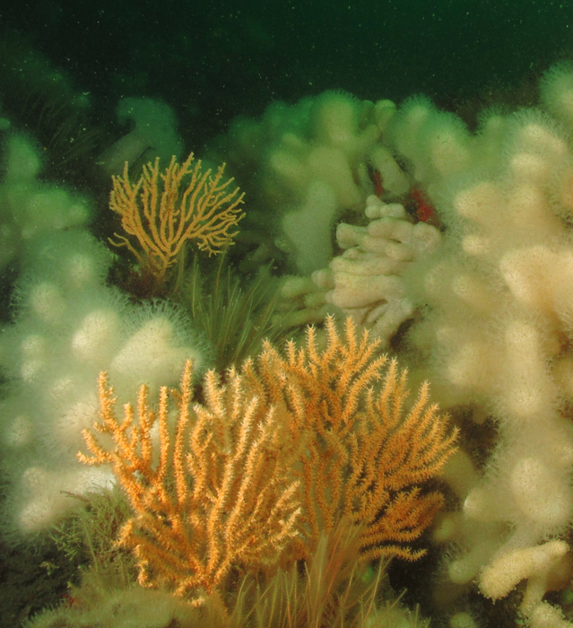 Pink sea fan coral