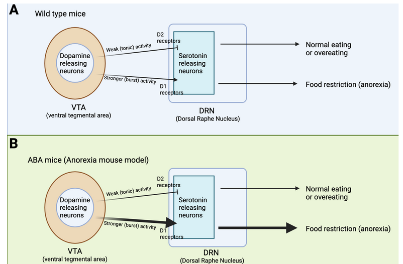 The neurobiology of anorexia