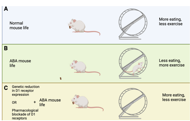 The Neurobiology of Anorexia