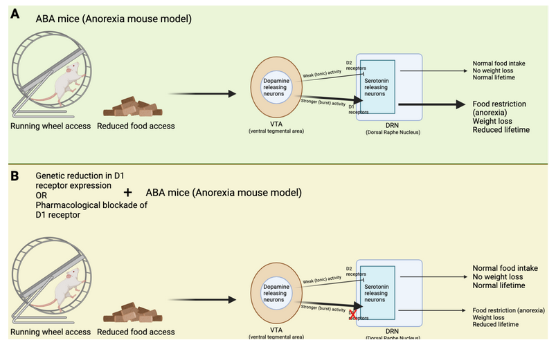 The Neurobiology of Anorexia