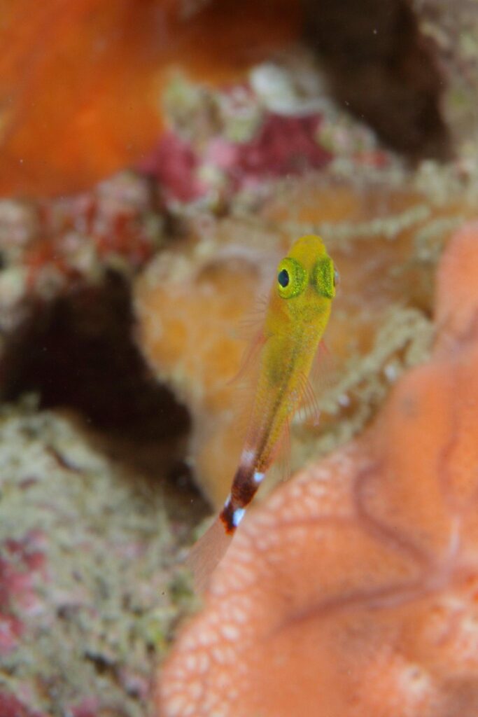 A rare goby. The fish is less than 2 centimeters long. This species is only known from deep reefs.