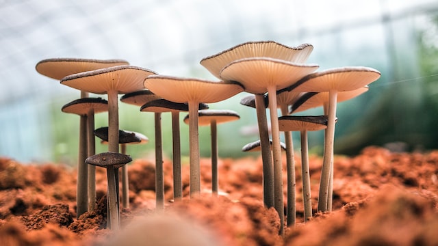 Low angle photo of mushrooms. Image credit: Phoenix Han/Unplash