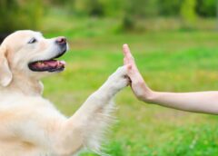 Dog and human high fiving for citizen science.