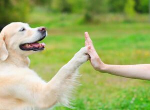 Dog and human high fiving for citizen science.
