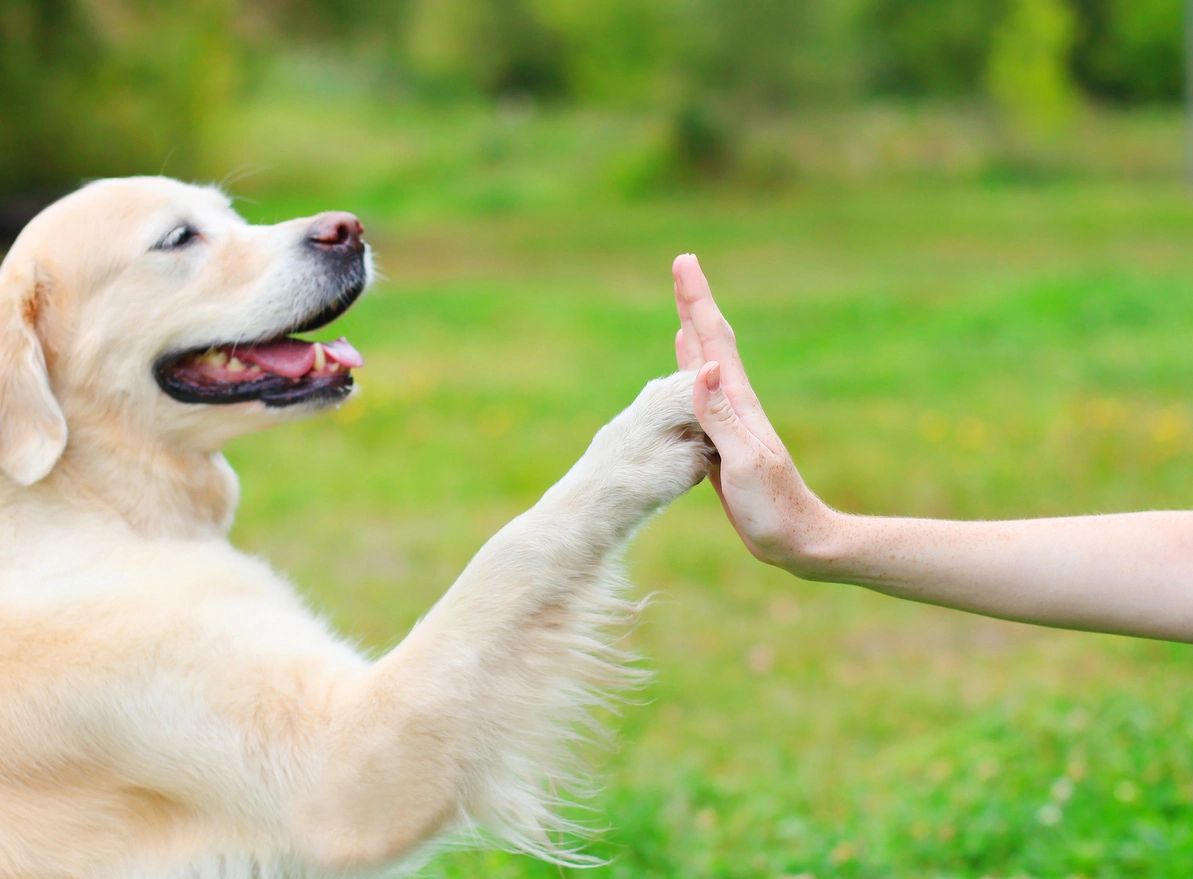 Dog and human high fiving for citizen science.