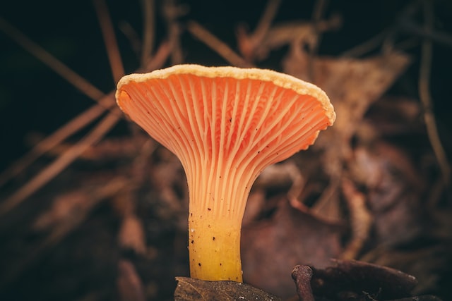 A chanterelle mushroom. Image credit: Timothy Dykes/Unsplash