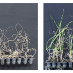 Image showing wheat sprouts, the green one on the right pretreated with ethanol to help survive droughts and the withered one on the left untreated.