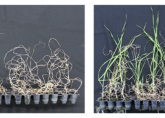 Image showing wheat sprouts, the green one on the right pretreated with ethanol to help survive droughts and the withered one on the left untreated.