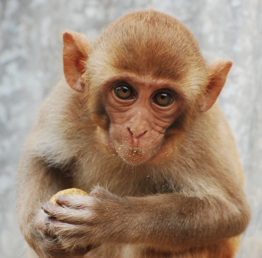 A crouched monkey with clasped hands looks at the viewer.