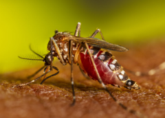 Human Scent May Help Manage Mosquitoes