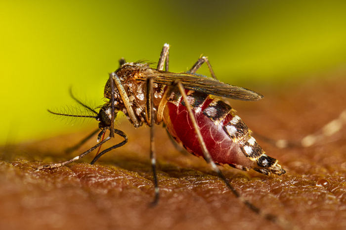 Aedes aegyptii mosquito biting a person. Researchers studies the scents these mosquitoes are attracted to. Credit: CDC