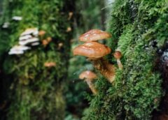 Fungi growing on mossy tree. Credit: Jesse Bauer/Unsplash