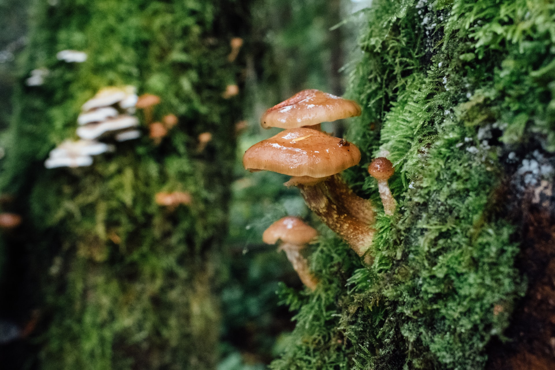 Fungi growing on mossy tree. Credit: Jesse Bauer/Unsplash