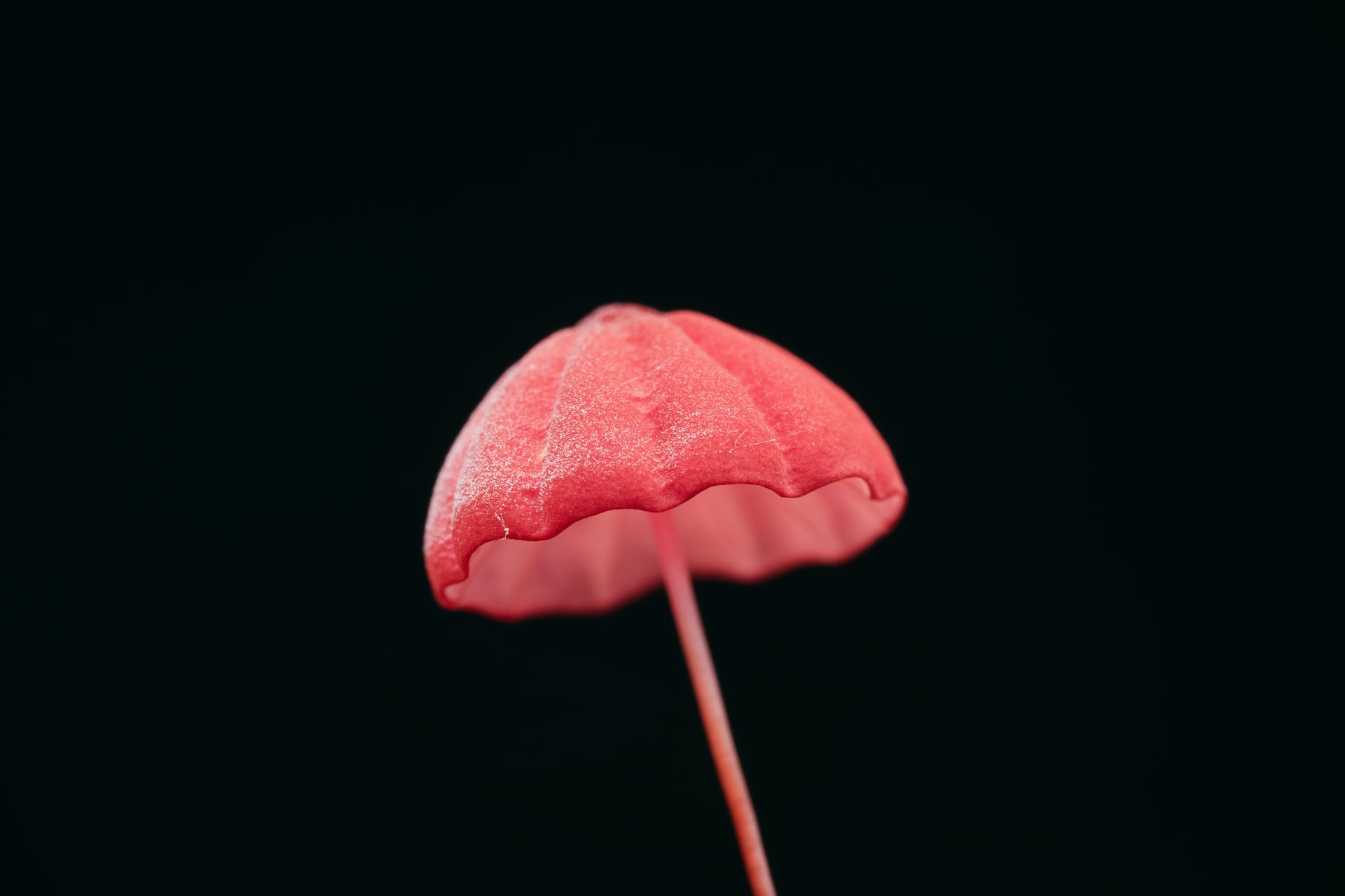 Marasmius haematocephalus, a species of mushroom commonly found on dead leaves on the forest floor. Credit: Timothy Dykes/Unsplash