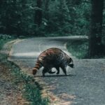 A raccoon crossing a road in a forest. Image credit: Ali Kazal/Unsplash