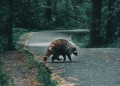 A raccoon crossing a road in a forest. Image credit: Ali Kazal/Unsplash