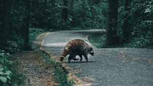 A raccoon crossing a road in a forest. Image credit: Ali Kazal/Unsplash