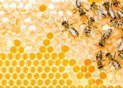 Bees on partially filled honeycomb. Antioxidant Boost Found in Citrus Honey.