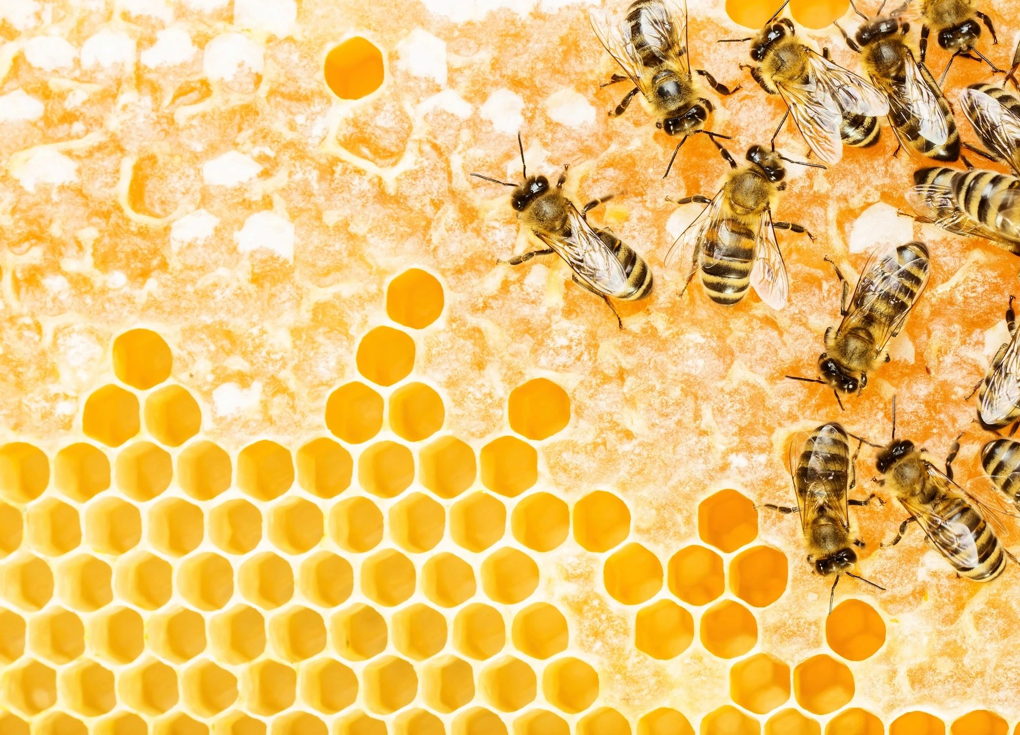 Bees on partially filled honeycomb. Antioxidant Boost Found in Citrus Honey.