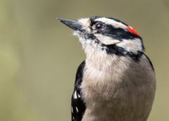 Is Drumming Like Singing? A Focus on Woodpeckers